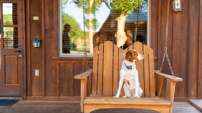 A dog sits on a wooden swing bench on a porch with wooden walls and a large window reflecting trees.