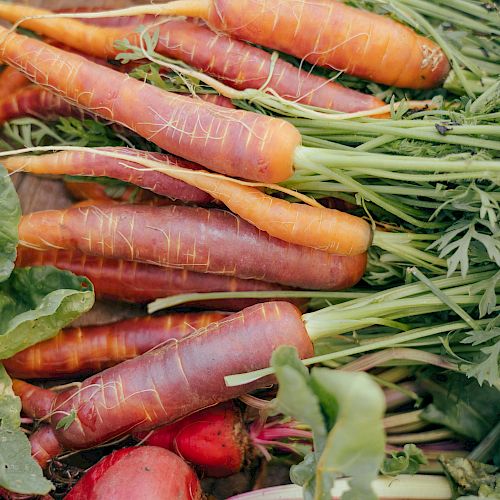 The image shows a bunch of freshly harvested purple carrots with green tops, surrounded by other leafy greens and vegetables.
