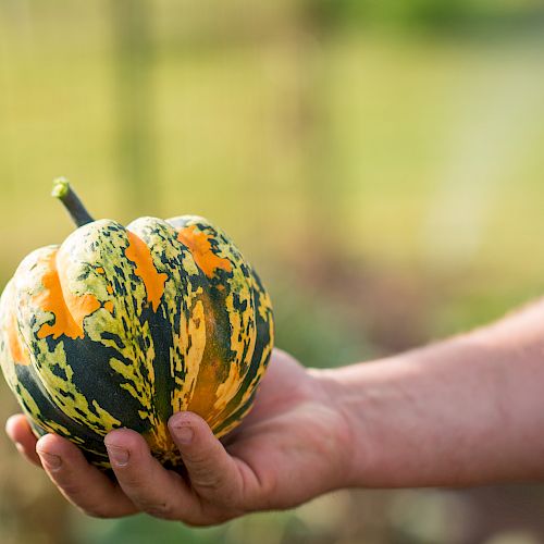A person is holding a small, multicolored gourd or squash in their hand. The background is a blurred outdoor garden setting.