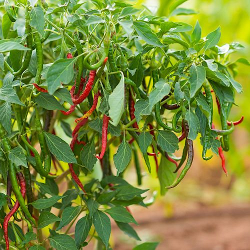 The image shows a chili pepper plant with numerous red and green chili peppers growing on it amidst green foliage, in an outdoor garden setting.