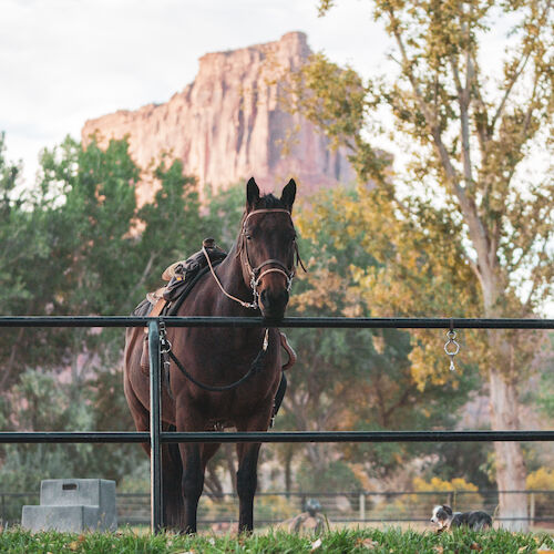 A horse with a saddle stands behind a fence, with trees and a large rock formation in the background under a partly cloudy sky.