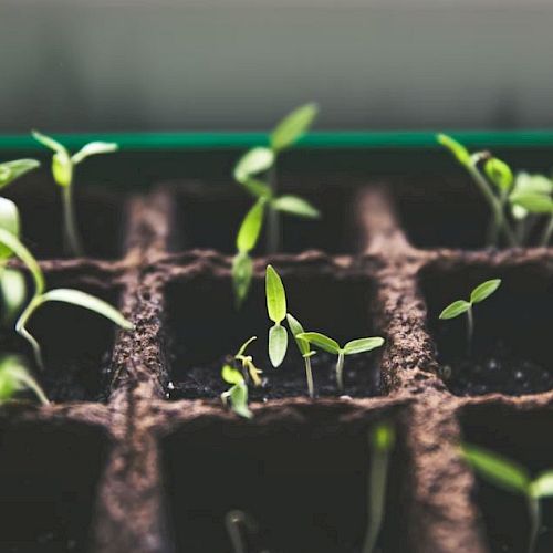 The image shows young plant seedlings sprouting from soil-filled compartments, indicating a stage of early growth.