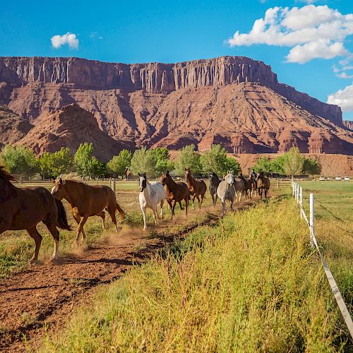 A group of horses runs along a dirt path with a stunning backdrop of red rock cliffs and a clear blue sky dotted with clouds, creating a picturesque scene.