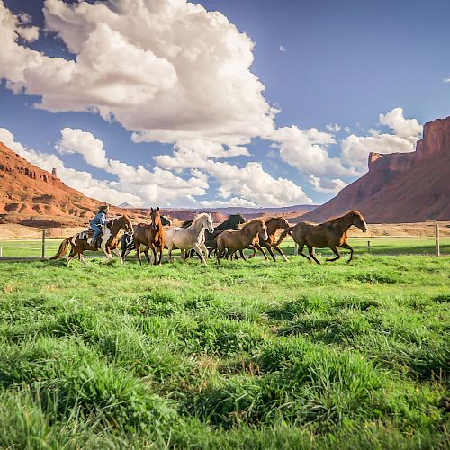 A group of horses runs on green grass with red rock formations and a blue sky full of white clouds in the background.