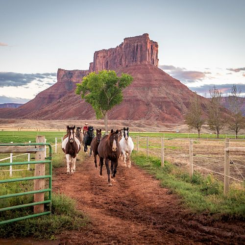 A group of horses is walking down a dirt path in a fenced area with a large red rock formation and cloudy sky in the background.