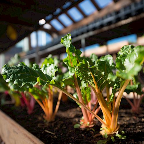 The image shows a close-up of leafy green vegetables growing in a wooden garden bed inside a greenhouse or protected outdoor structure.