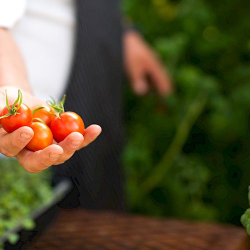 A person is holding a handful of fresh, red cherry tomatoes in an outdoor garden setting, with greenery visible in the background.