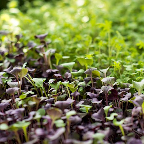 The image shows a close-up of various microgreens at different stages of growth, displaying a mix of vibrant green and purple leaves.