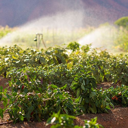 A lush vegetable garden with irrigation sprinklers watering the plants, set against a backdrop of mountains and trees.