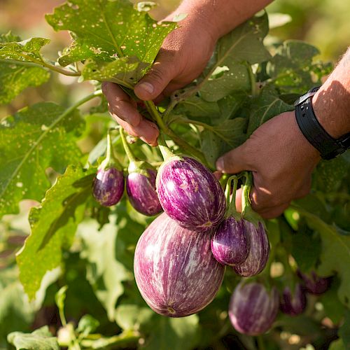 A person harvesting ripe, purple and white striped eggplants from a plant in a garden or farm.