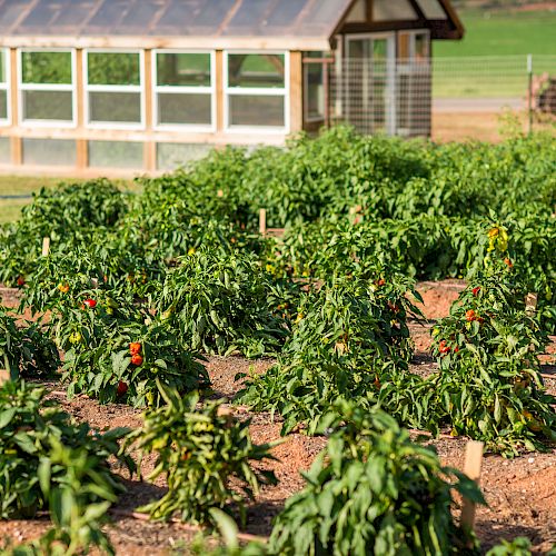 A garden with rows of green plants and red peppers growing, and a greenhouse in the background.