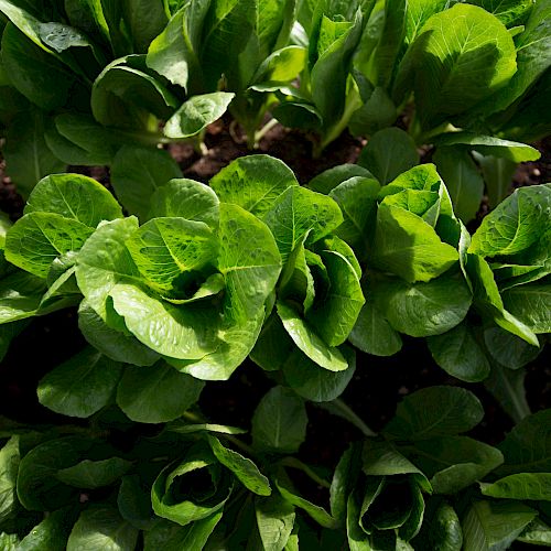 The image shows a close-up of rows of green leafy plants, likely romaine lettuce, growing in a garden or field under natural light.
