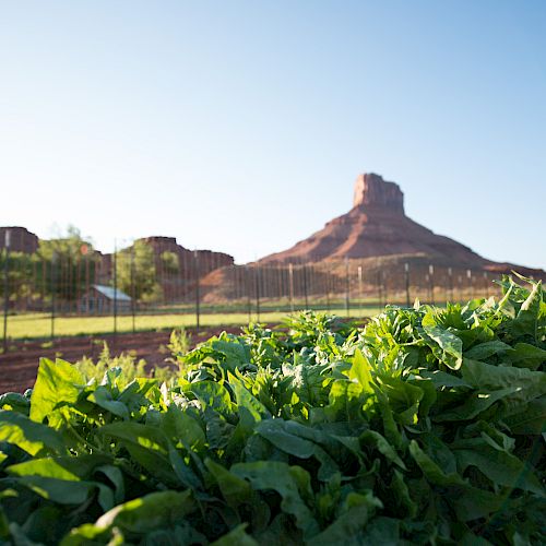 A lush green field of crops with a rocky, desert mesa in the background under a clear, blue sky. There is also a fence and some trees.