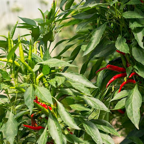 The image shows a plant bearing green leaves and red chili peppers growing among the foliage.
