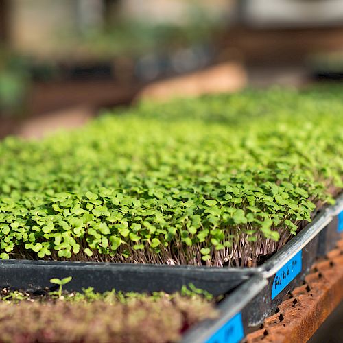 The image shows trays of green seedlings or microgreens growing on a wooden table, with labels on the sides of the trays.