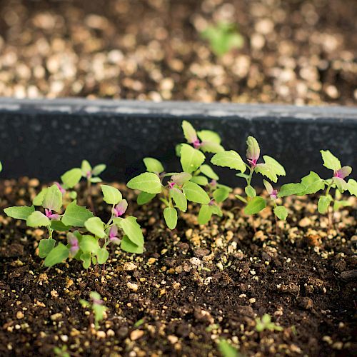 The image shows young green seedlings with purple centers growing in a tray filled with soil and small pebbles.