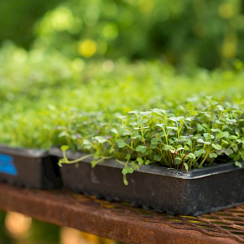 Two trays of green seedlings or sprouts are placed on a metal surface, with a blurred green background.