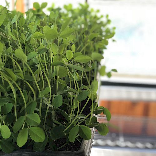The image shows a close-up of a tray filled with green plant seedlings or microgreens, growing indoors near a window with sunlight.