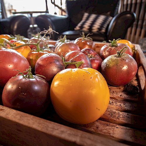 A wooden tray filled with various colorful heirloom tomatoes is placed on a rustic table, with garden tools lying beside it.