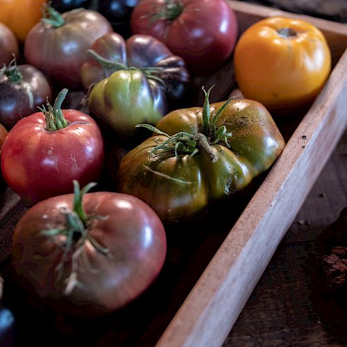 A wooden tray filled with a variety of heirloom tomatoes in different colors and shapes sits on a rustic wooden surface.