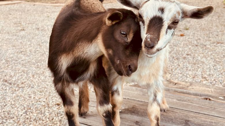 Sorrel River Ranch Resort and Spa