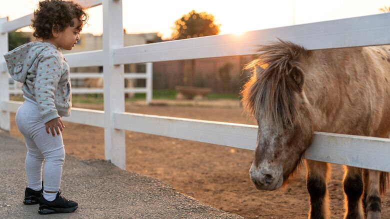 A young child stands beside a white fence, looking at a small pony on the other side at sunset. The scene is warm and endearing, depicting curiosity.