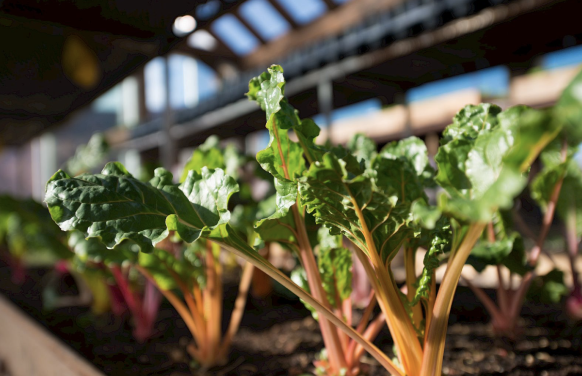 Sorrel River Ranch’s UPick Garden