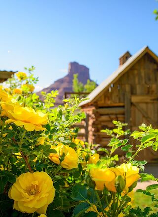 Yellow flowers in the foreground with a rustic wooden cabin and a rocky hill in the background under a clear blue sky.