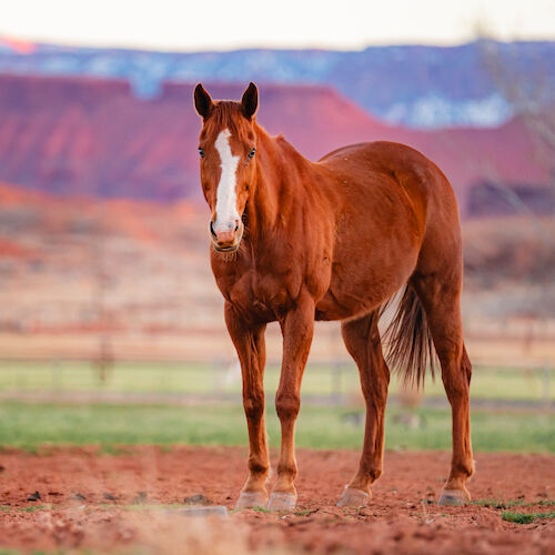 A brown horse stands on a reddish-brown field with blurred red hills in the background, under a clear sky.