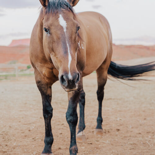 A brown horse with a white stripe on its face stands on a dirt surface, with a desert landscape in the background.