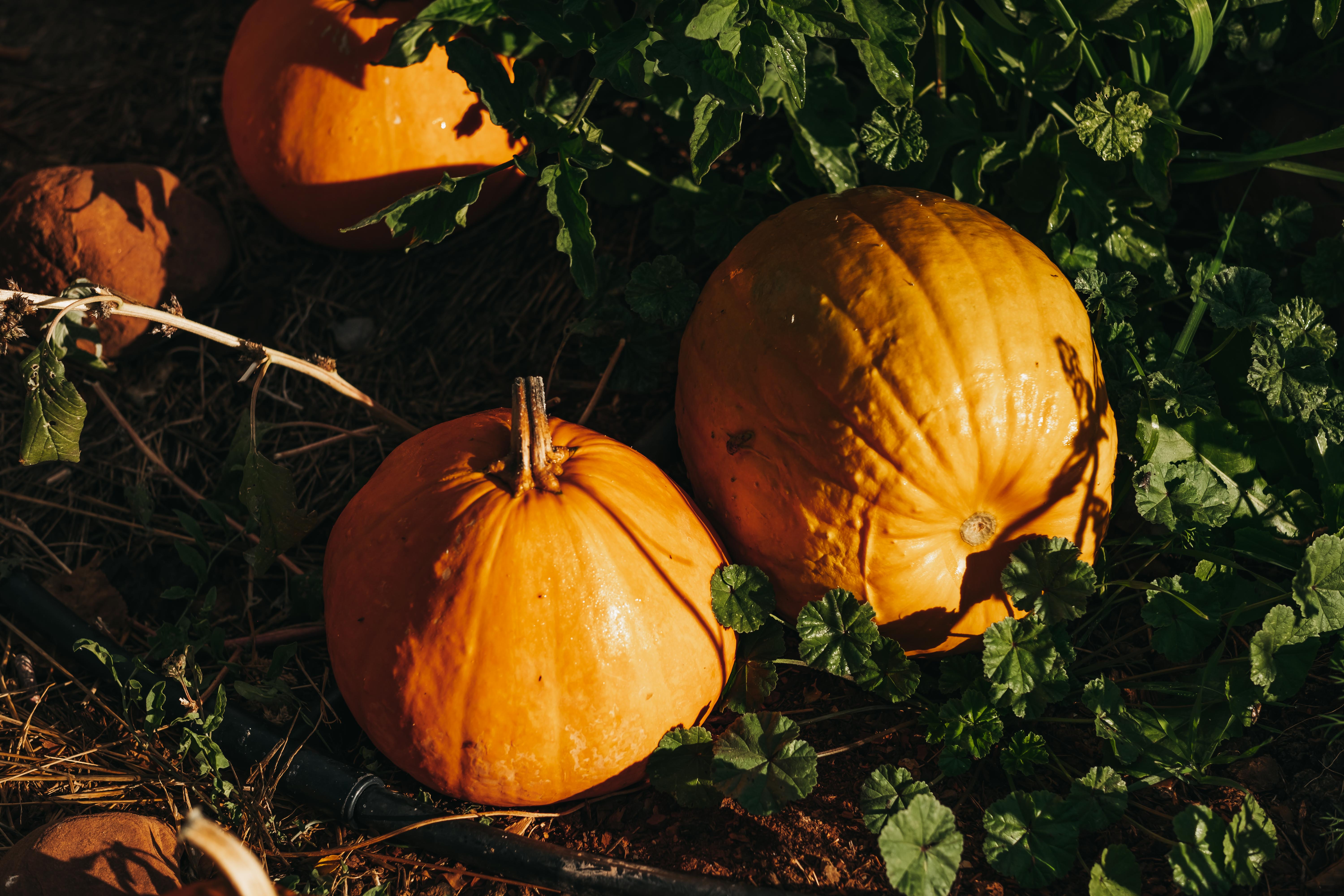 pumpkins photo